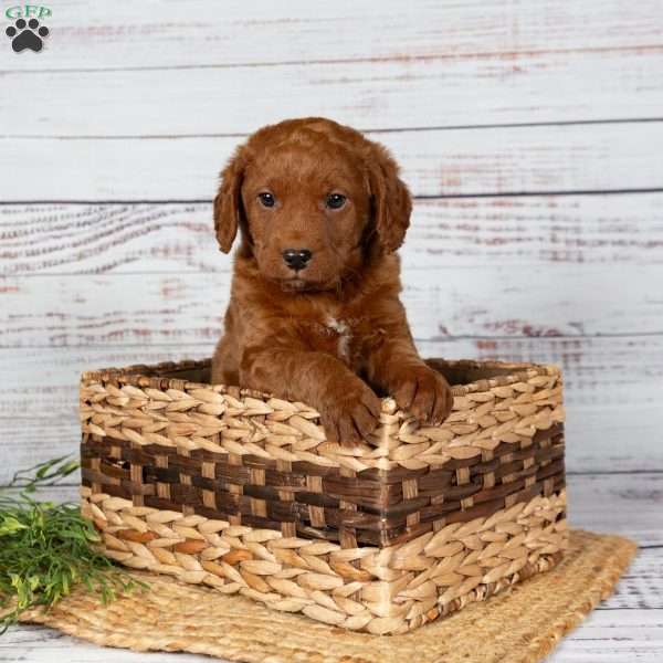 Mario, Mini Labradoodle Puppy